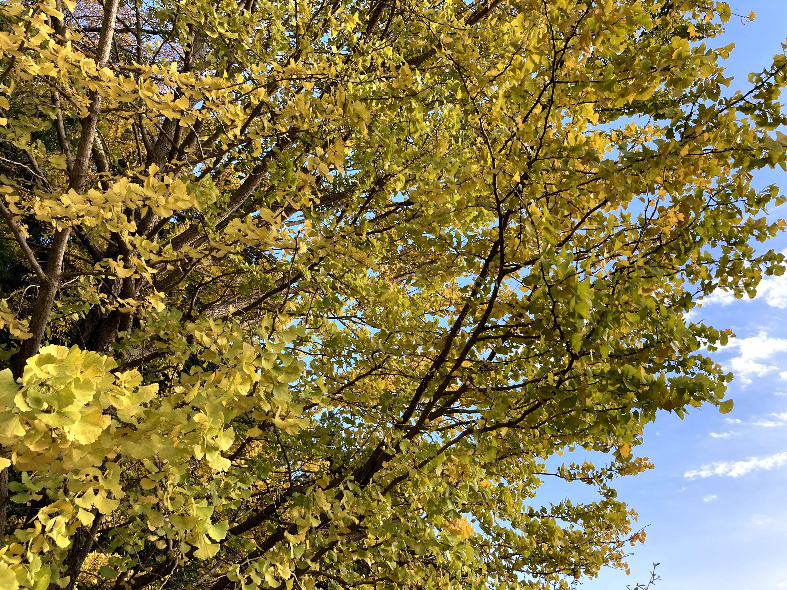 今年の紅葉はそろそろ見頃 木更津市の矢那地区に行ってみたら きみつネット